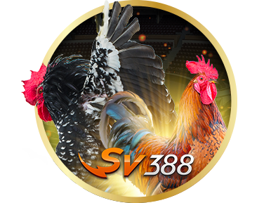 Đá gà thomo SV388